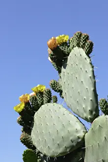 Opuntia: Pricklypearcactus
