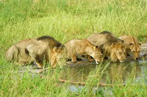 Prides: Pride of lions - drinking at artificial waterhole