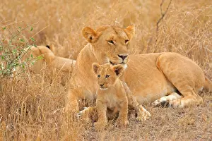 A pride of Lions (Panthera leo) with a young cub