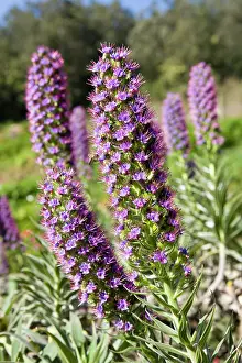 Echium: Pride of Madeira
