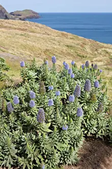 Echium: Pride of Madeira