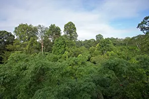Primary: Primary Forest Canopy