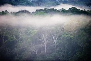 Filled: Primary lowland tropical rainforest at dawn, Tambopata