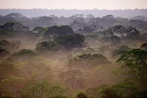 Filled: Primary lowland tropical rainforest at dawn, Tambopata