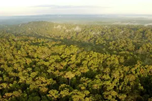 Helicopter: Primary rainforest at dawn, a view from a helicopter