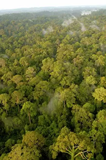 Helicopter: Primary rainforest at dawn, a view from a helicopter