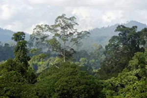Primary: Primary rainforest on hill-slopes in river Danum