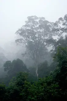 Primary: Primary rainforest in the mist at dawn