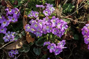 Himalaya: Primerose (boothi?)
