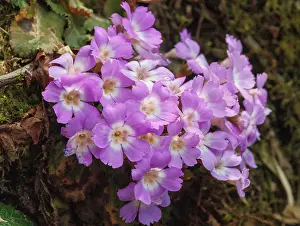 Paysage: Primerose (boothi?)