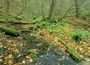 Coverd: primeval forest in autumn - gorge with brook and