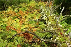 Rotting: Primeval forest - with multicoloured ferns and rotting log