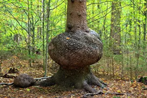 Times: Primeval spruce, Elbe Sandstone Mountains, Saxon