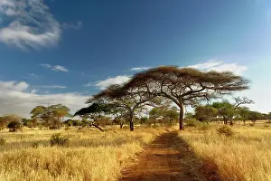 Primitive: Primitive dirt roadway and acacia trees