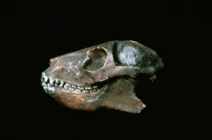 Primitive: Primitive Lemur Skull