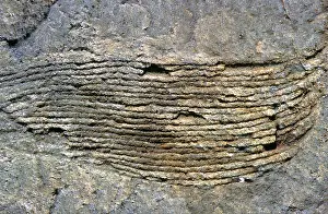 Cambrian: Primitive Plant Fossil