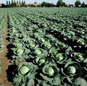 Cabbages: Primo Cabbages