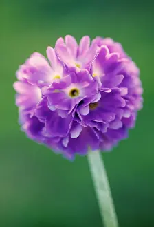 Denticulata: Primrose