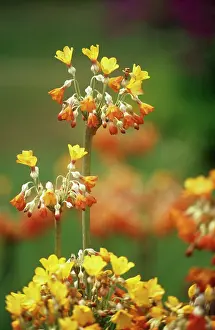 Candelabra: Primrose