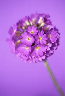 Denticulata: Primrose