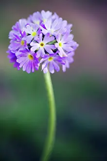 Denticulata: Primrose