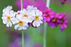 Candelabra: Primrose