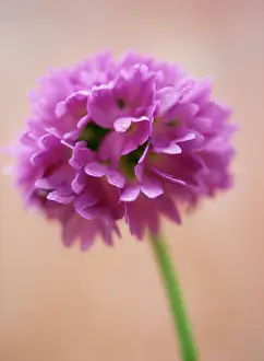 Denticulata: Primrose