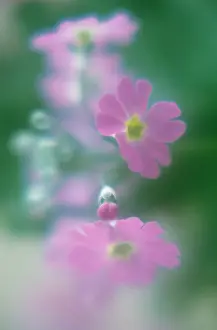 Frondosa: Primrose