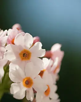 Candelabra: Primrose