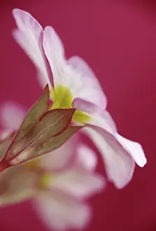 Aloof: Primrose