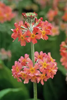 Candelabra: Primrose