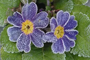 Geometrical: Primrose