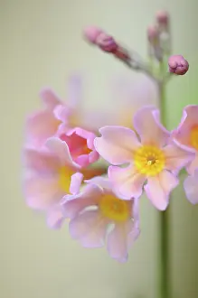 Candelabra: Primrose