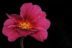Exquisite: Primrose