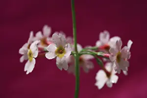 Geometrical: Primrose