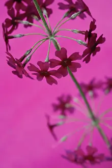 Geometrical: Primrose