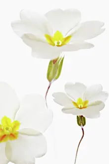 Primula: Primrose