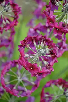 Primula: Primrose