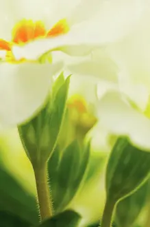 Primrose: Primrose