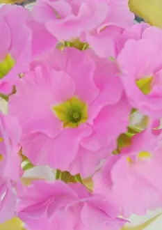 Primrose: Primrose