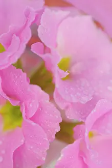 Moisture: Primrose