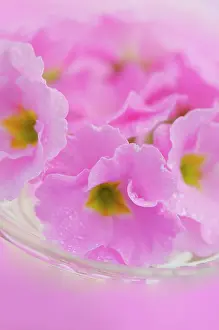 Moisture: Primrose