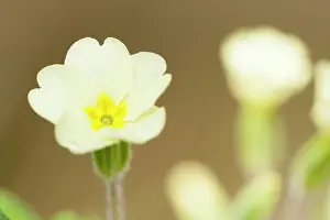 Esdorp: Primrose
