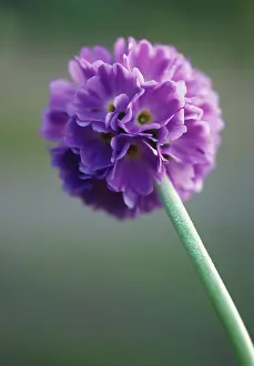 Away: Primrose