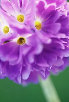 Flavour: Primrose