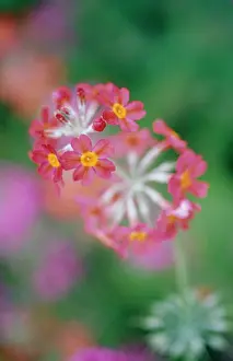 Flavour: Primrose, Candelabra Primrose