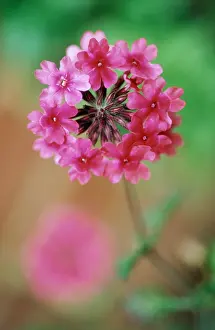 Flavour: Primrose, Candelabra Primrose