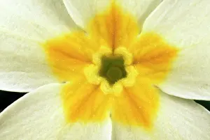 Primroses: Primrose Flower - close-up