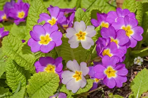 Wuerttemberg: Primrose - pink coloured common primrose hybrides