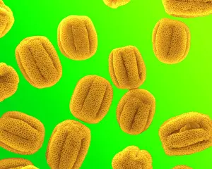 Granule: Primrose Pollen